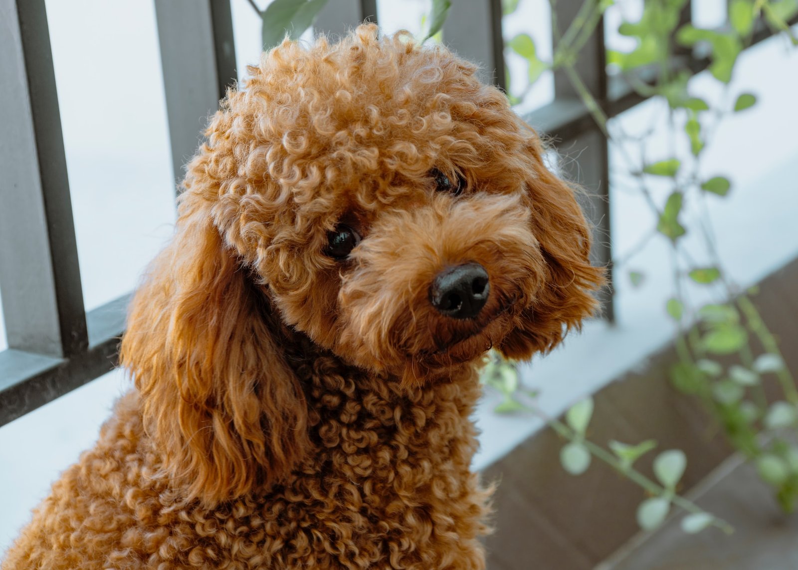 Doação de Poodle fêmea